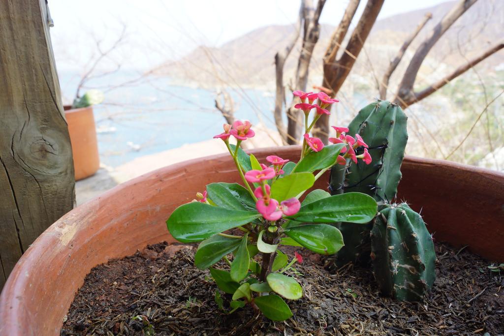 Hotel Cactus تاجانجا المظهر الخارجي الصورة